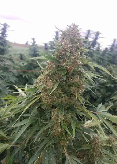 Purple Goat Cheese by G.O.A.T Genetics, Photoperiod cannabis strain