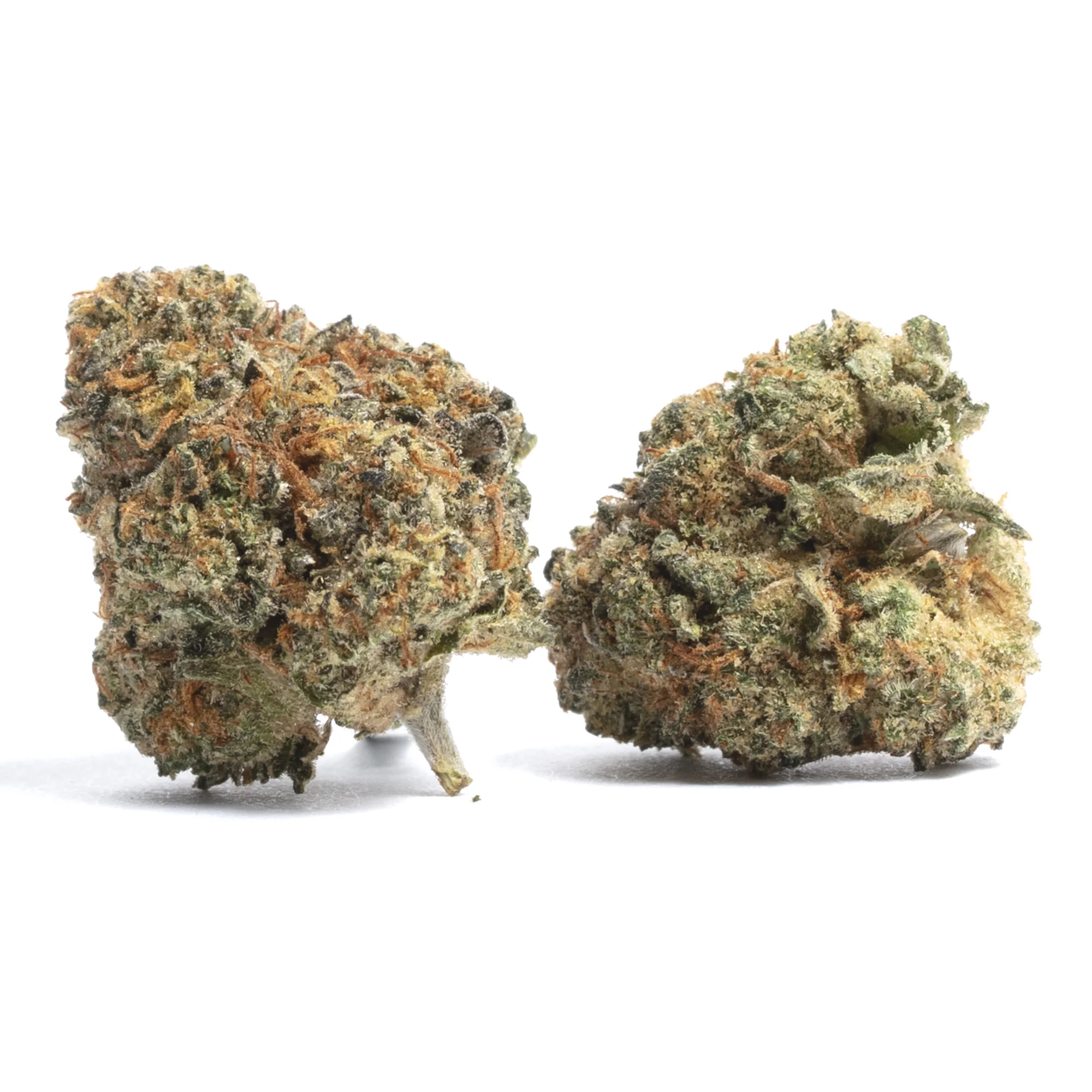 Purple Goat by Cannabeizein, Photoperiod cannabis strain