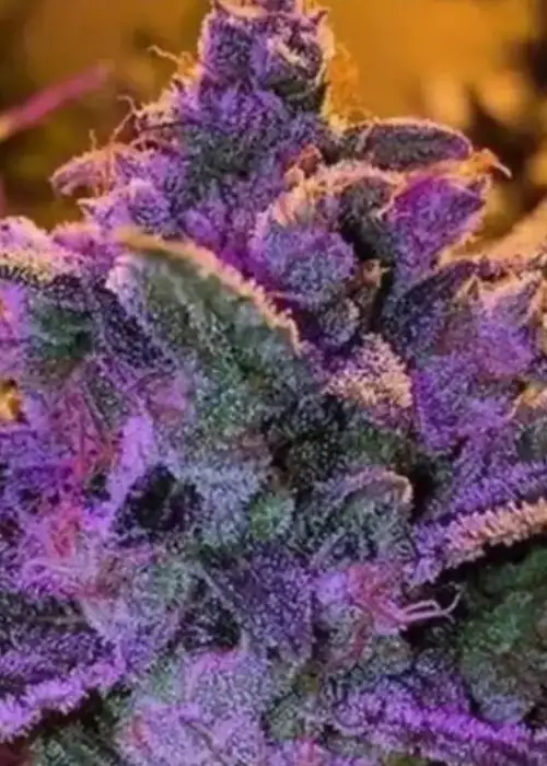 Purple Haze Auto by Genofarm, Autoflower cannabis strain