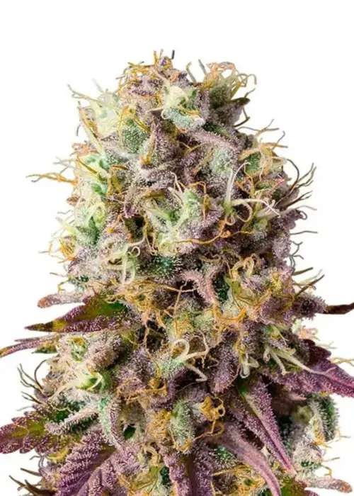 Purple Haze Feminized by Seeds Genetics Co., Photoperiod cannabis strain