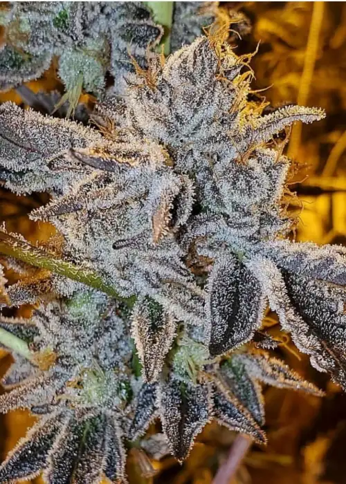 Purple Jellato BX by Dungeons Vault Genetics, Photoperiod cannabis strain