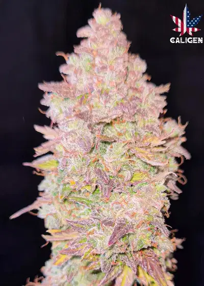 Purple Joe LSD Auto by Caligen, Autoflower cannabis strain