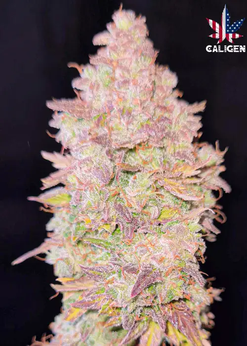 Purple Joe LSD Auto by Caligen, Autoflower cannabis strain