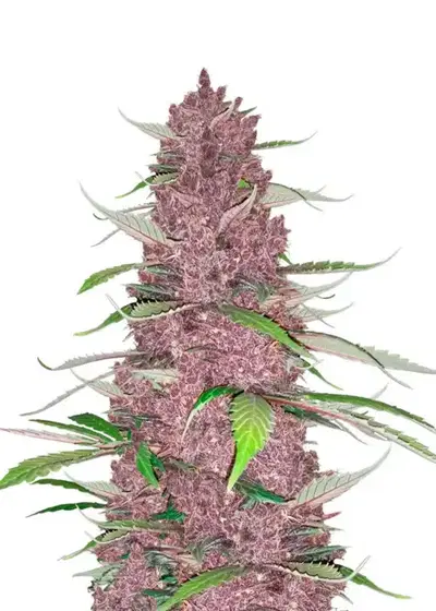 Purple Juice Auto by Herbies Seeds, Autoflower cannabis strain