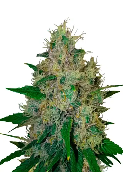 Purple Kush Auto by Herbies USA Express, Autoflower cannabis strain