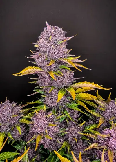 Purple Lemonade Auto by MSNL Seeds, Autoflower cannabis strain