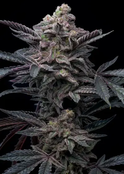 Purple Lemonade Autoflower by Premium Cultivars, Autoflower cannabis strain