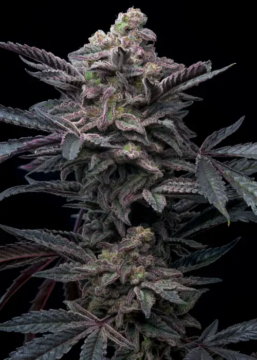 Purple Lemonade Autoflower by Premium Cultivars, Autoflower cannabis strain