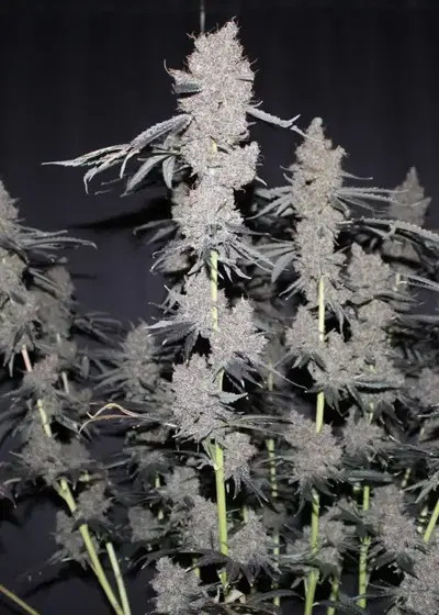 Purple Lemonade FF by Fast Buds, Photoperiod cannabis strain