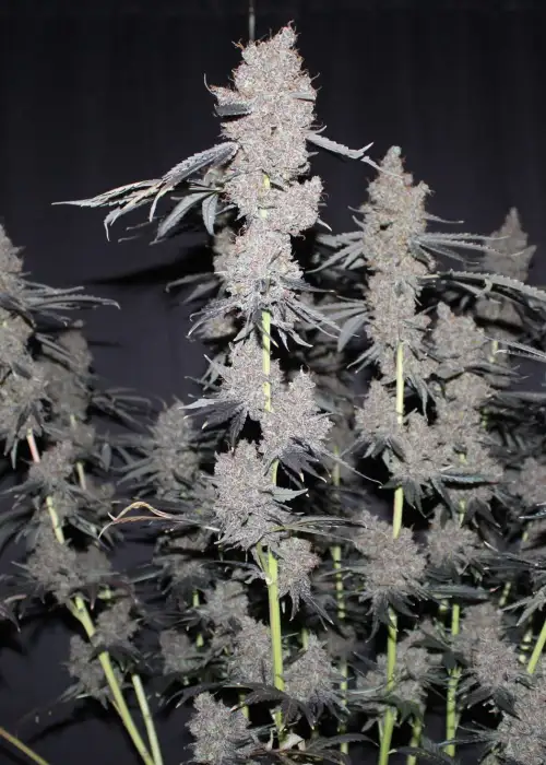 Purple Lemonade FF by Fast Buds, Photoperiod cannabis strain