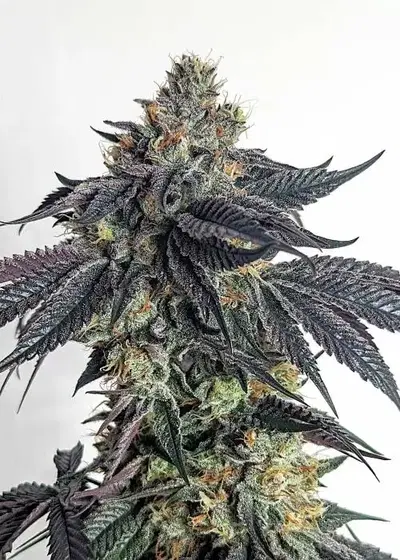 Purple Limeade by Umami Seed Co, Photoperiod cannabis strain