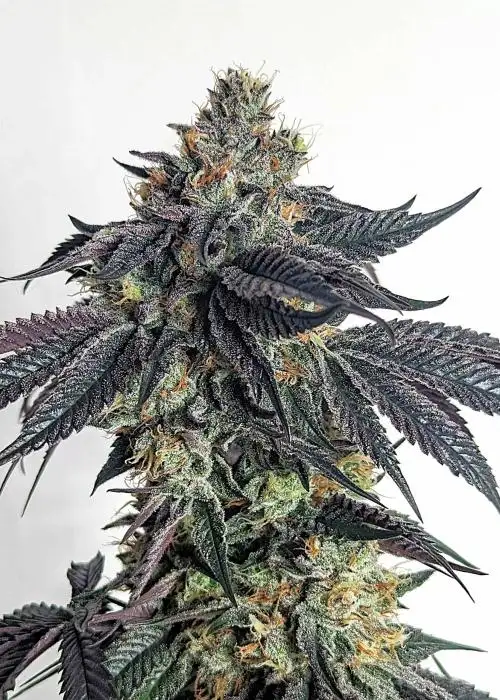 Purple Limeade by Umami Seed Co, Photoperiod cannabis strain