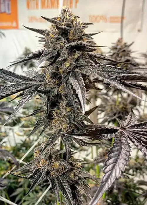 Purple Marmalade by Solfire Gardens, Photoperiod cannabis strain