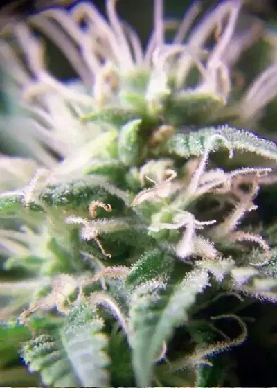 Purple Maroc by Female Seeds, Photoperiod cannabis strain