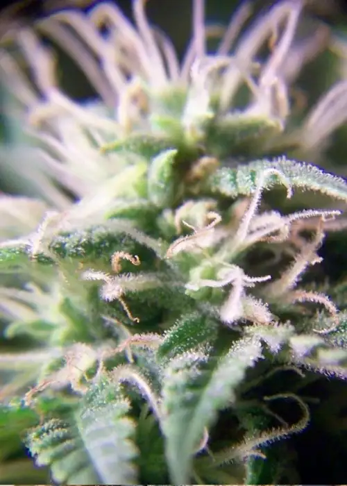 Purple Maroc by Female Seeds, Photoperiod cannabis strain