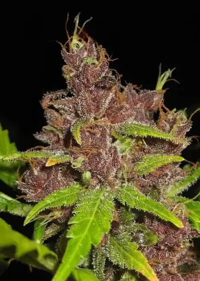 Purple Mazar Auto by Flash Seeds, Autoflower cannabis strain