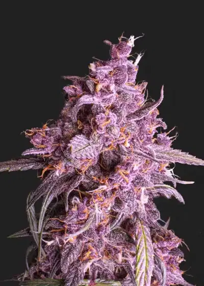 Purple Merkel by President Seeds, Photoperiod cannabis strain
