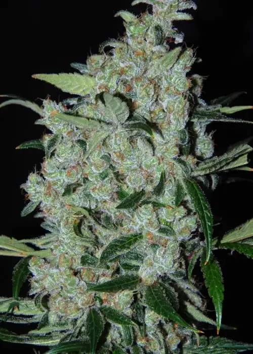 Purple Mexican Fem by Cannabiogen Seeds, Photoperiod cannabis strain