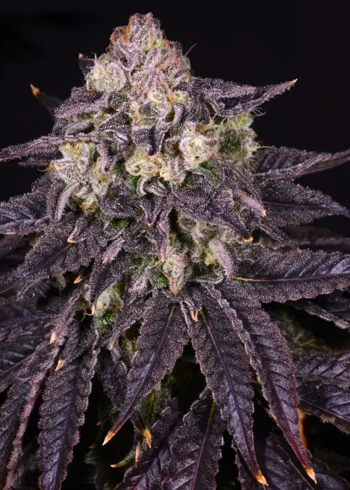 Purple Mountain Majesty by Humboldt Seed Company, Photoperiod cannabis strain