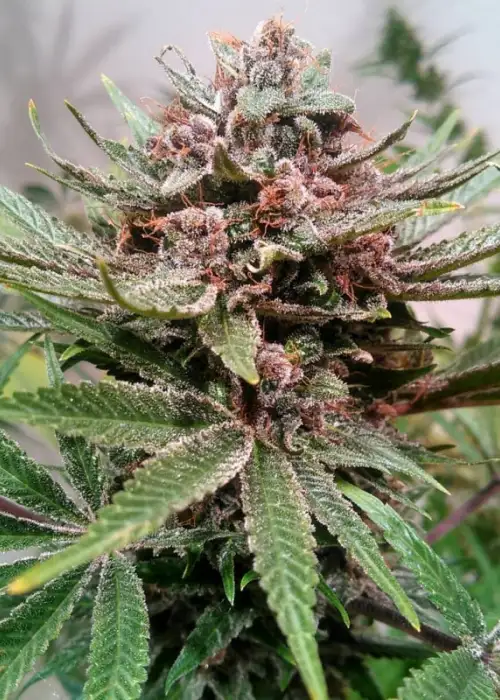 Purple Nurple by Tropical Seeds Company, Photoperiod cannabis strain