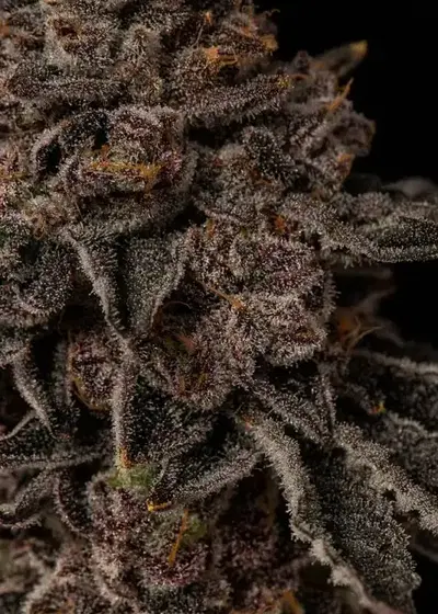 Purple Octane by Seed Junky Genetics, Photoperiod cannabis strain
