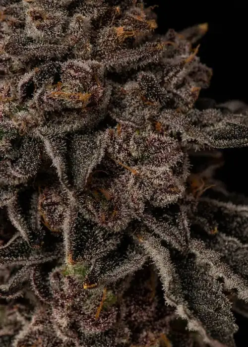 Purple Octane by Seed Junky Genetics, Photoperiod cannabis strain