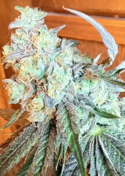 Purple OG #18 by Reserva Privada, Photoperiod cannabis strain