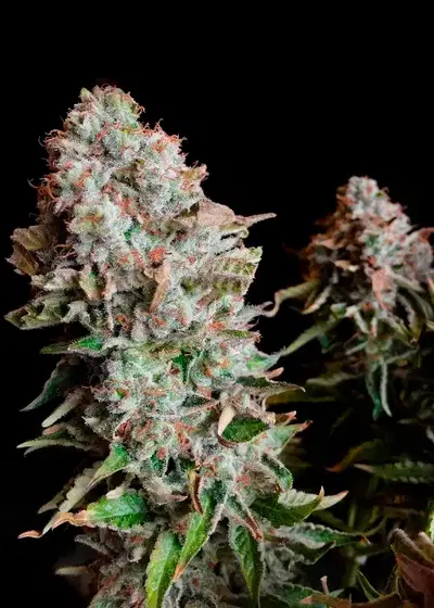 Purple OG Punch by Super Sativa Seed Club, Photoperiod cannabis strain