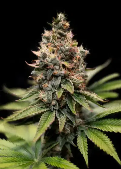 Purple Orange Cookies by Big Seedbank, Photoperiod cannabis strain