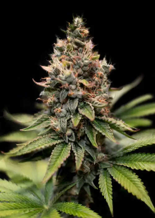 Purple Orange Cookies by Big Seedbank, Photoperiod cannabis strain