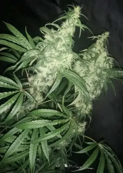 Purple Pakistani Haze by ACE Seeds, Photoperiod cannabis strain