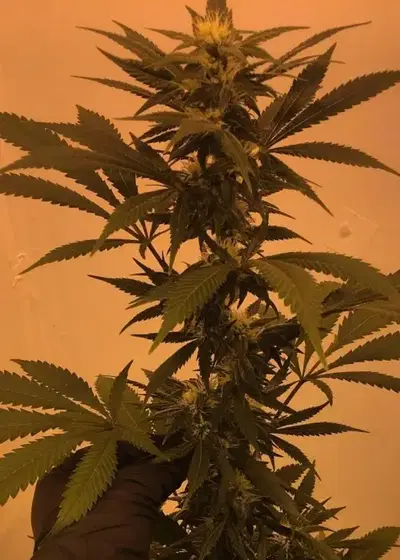 Purple Paralysis by Cream of the Crop Seeds, Photoperiod cannabis strain