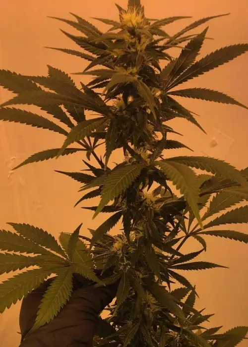 Purple Paralysis by Cream of the Crop Seeds, Photoperiod cannabis strain