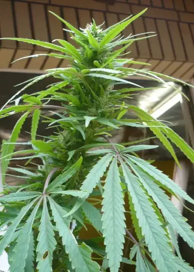Purple Paro Valley by Mandala, Photoperiod cannabis strain