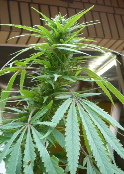 Purple Paro Valley by Mandala, Photoperiod cannabis strain