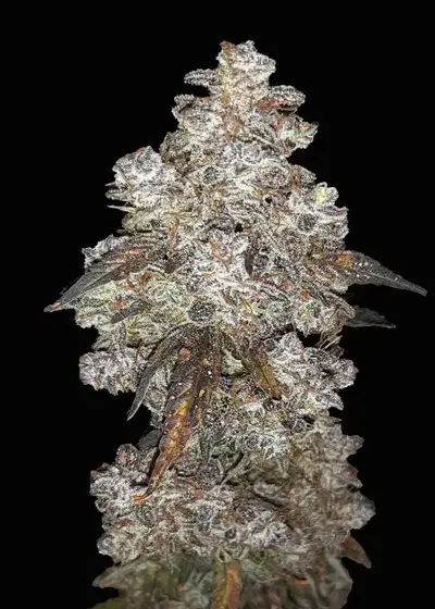 Purple Pearls Automatic by Club Riot Seeds, Autoflower cannabis strain