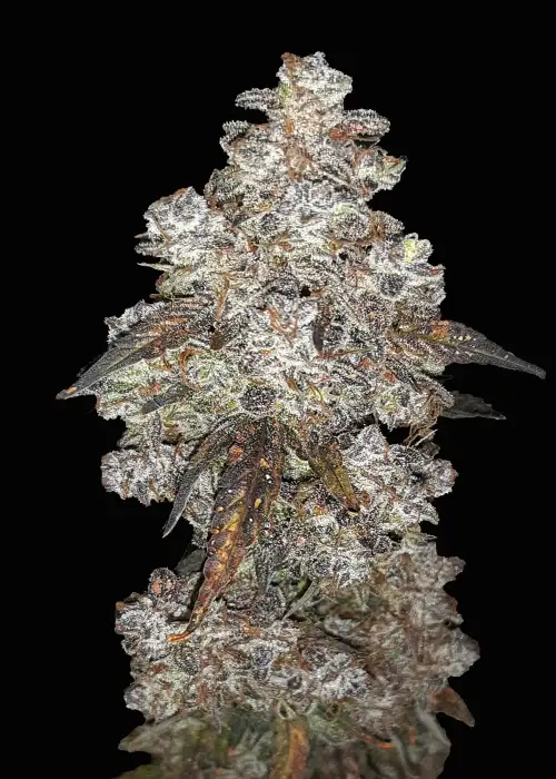 Purple Pearls Automatic by Club Riot Seeds, Autoflower cannabis strain