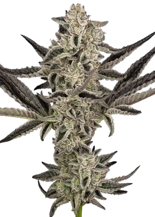 Purple Pickle by Sensi Seeds, Autoflower cannabis strain