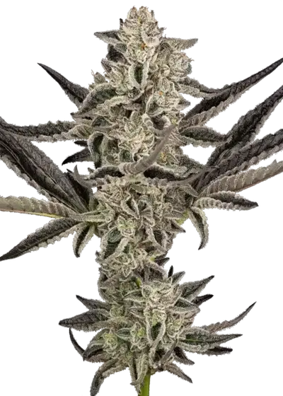Purple Pickle cannabis strain