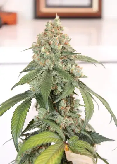 Purple Pimp by Gecko Seeds, Photoperiod cannabis strain