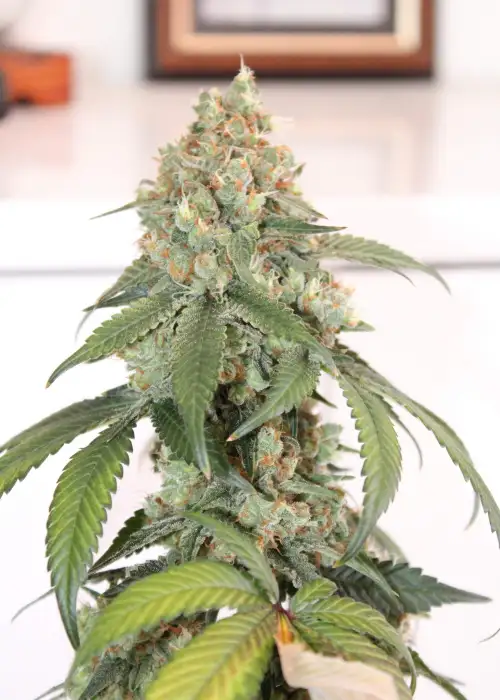 Purple Pimp by Gecko Seeds, Photoperiod cannabis strain
