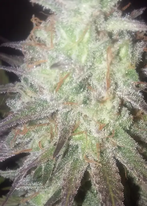 Purple Pluto Auto by New420Guy Seeds, Autoflower cannabis strain