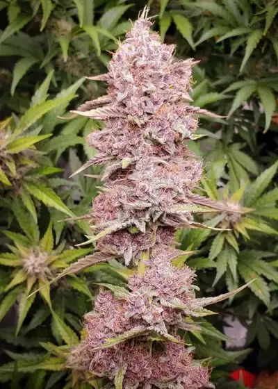 Purple Pope F2 by Night Owl Seeds, Autoflower cannabis strain
