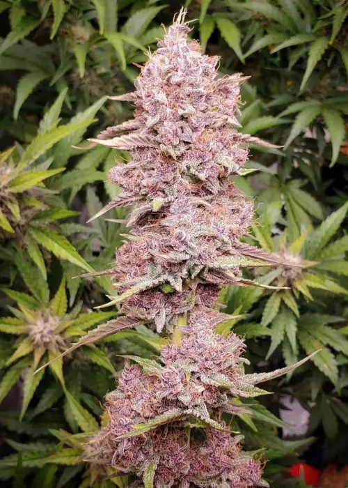 Purple Pope F2 by Night Owl Seeds, Autoflower cannabis strain