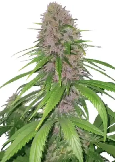 Purple Power Auto by Amsterdam Marijuana Seeds AMS, Autoflower cannabis strain