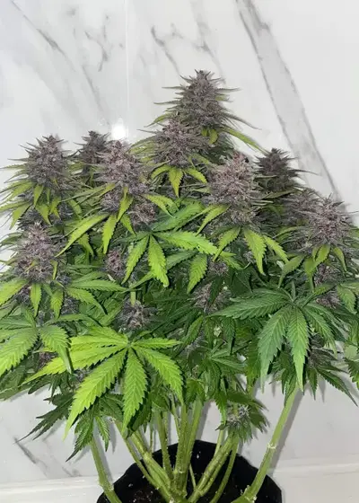 Purple Punch Auto by STRNG Seeds, Autoflower cannabis strain