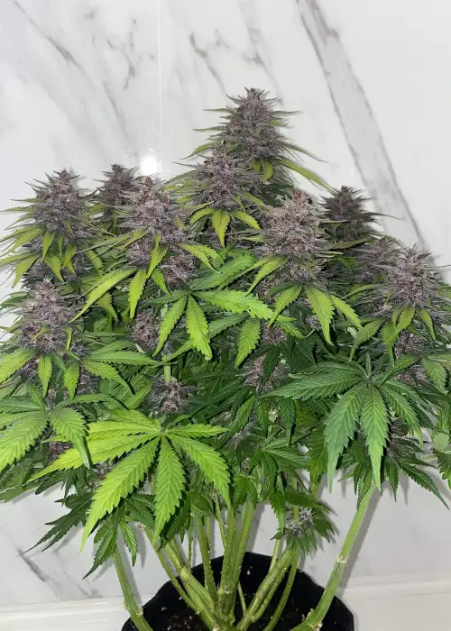 Purple Punch Auto by STRNG Seeds, Autoflower cannabis strain