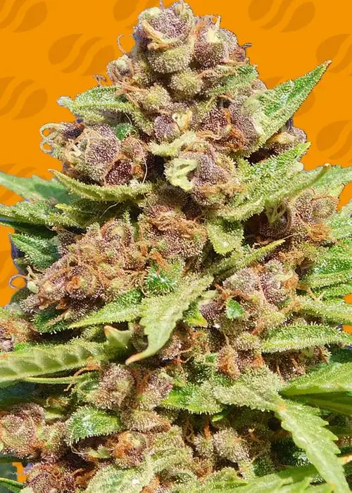 Purple Punch Cookies by Original Sensible Seeds, Photoperiod cannabis strain