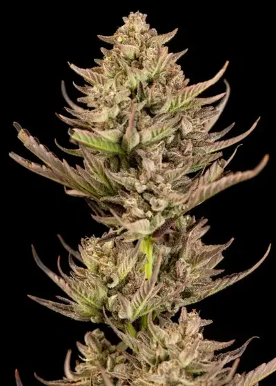Purple Punch F1 Fast by Seedsman, Photoperiod cannabis strain