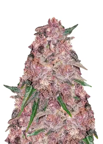Purple Punch Fast Version by Dutch Genetics, Autoflower cannabis strain